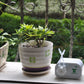 Automatic watering device